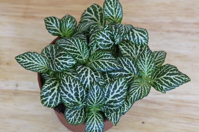 8. Fittonia