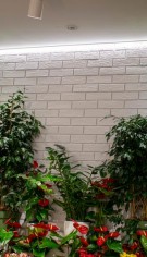 Florăria Trandafirul din Bârlad – când fațada devine parte din poveste