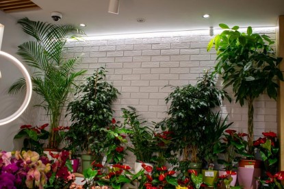 Interior florarie - detalii  Barlad Amedio Ideas