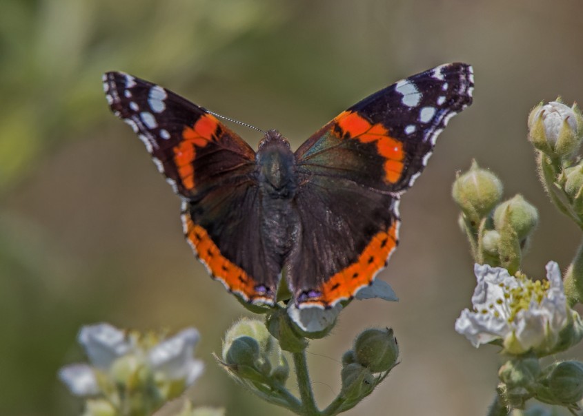 <i>Vanessa atalanla</i>