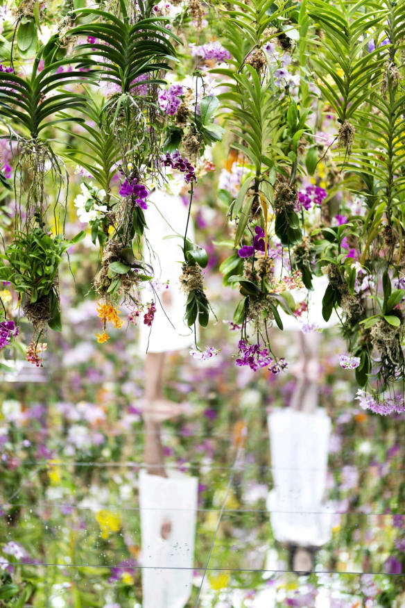 Mii de orhidee plutesc în jurul vizitatorilor într-o grădină ca niciuna alta