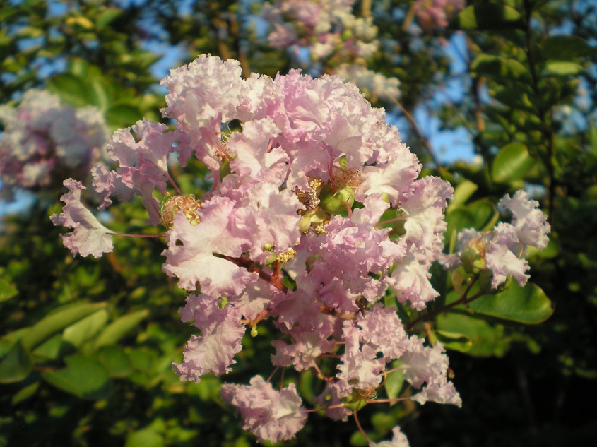 Liliacul indian &ndash; un accent exotic &icirc;n amenajarea grădinii tale