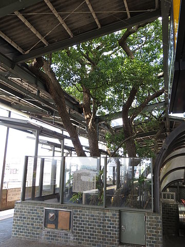 Gara construita in jurul unui arbore secular