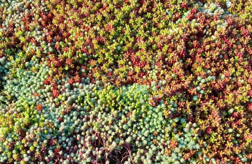 Covor de plante suculente, cu diferite specii de Sedum