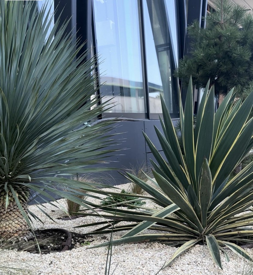 Când se plantează Yucca de grădină? Sfaturi practice