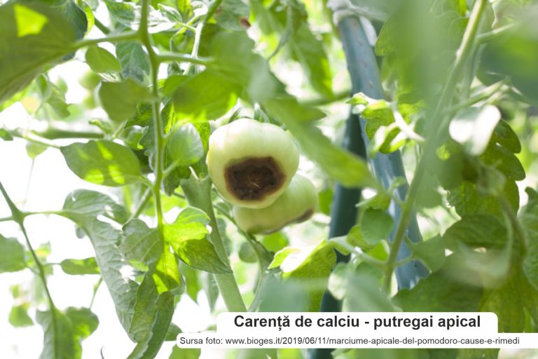 Combaterea carenței de calciu în agricultură și legumicultură cu varul agricol CelcoSOL95