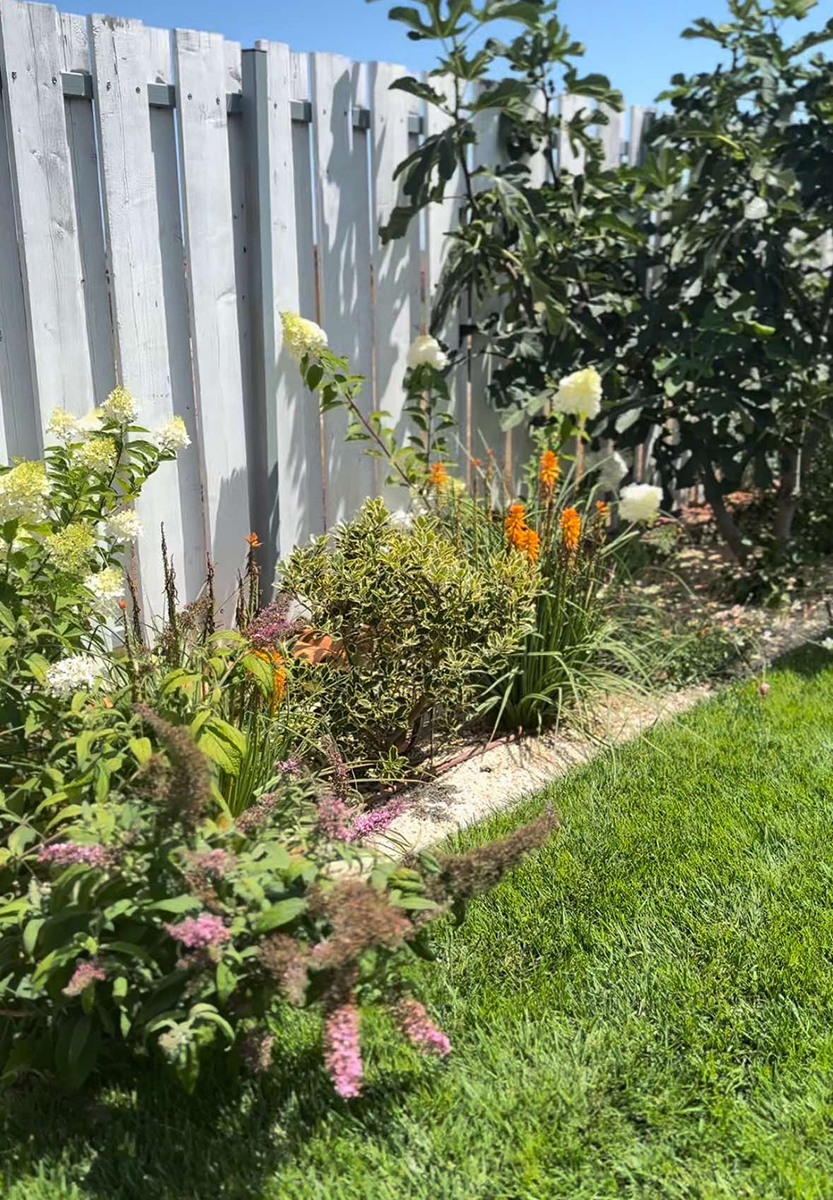 Liliacul indian &ndash; un accent exotic &icirc;n amenajarea grădinii tale