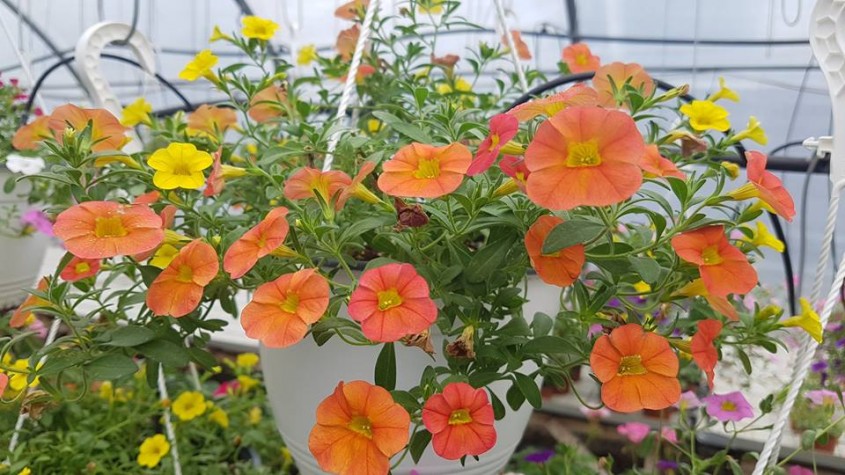 Petunii, Calibrachoa și alte plante de sezon de la Biosolaris Producător de Plante