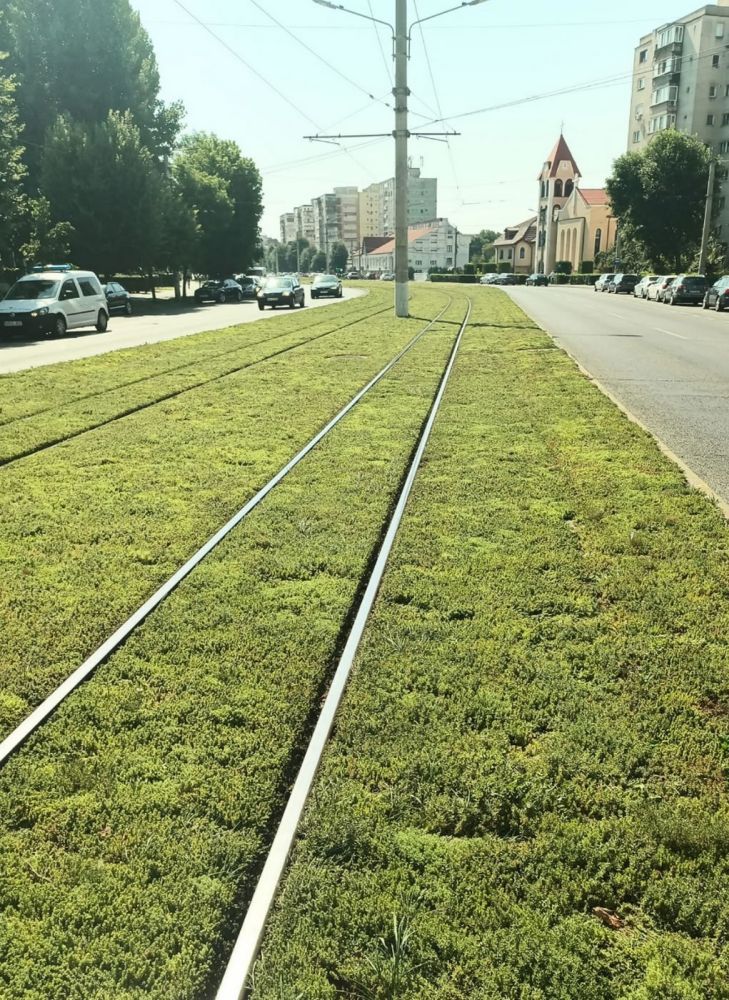 Linii de tramvai înverzite cu utilizarea covoarelor de Sedum, fără sisteme de irigații, Arad