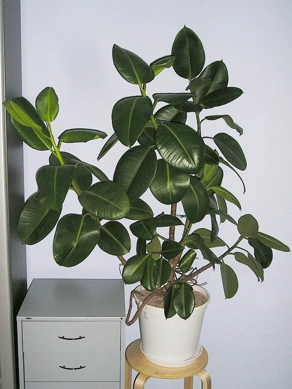 <b>2. Ficusul de cauciuc (Ficus elastica)</b>
