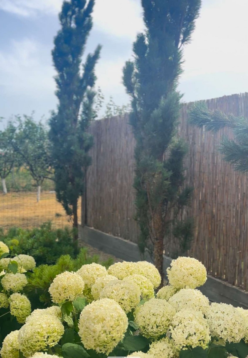 Când se plantează Hortensia în grădină? Ghid complet