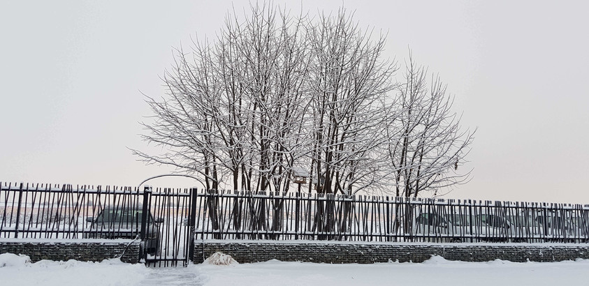 Întoarce-te la natură cu un gard deosebit