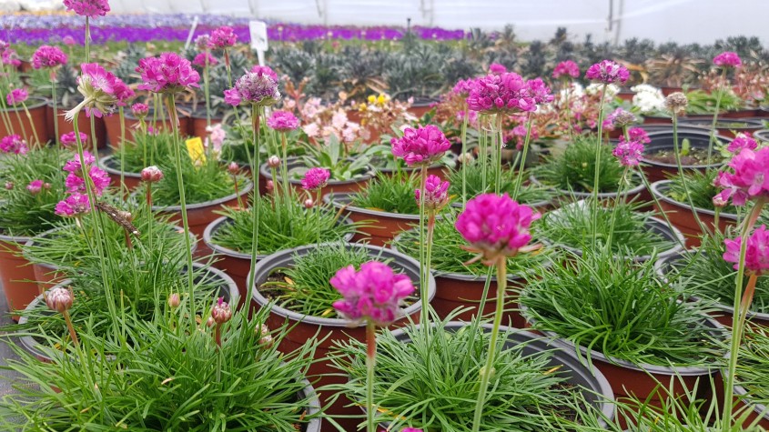 Plante superbe pentru grădini de la Biosolaris Producător de Plante