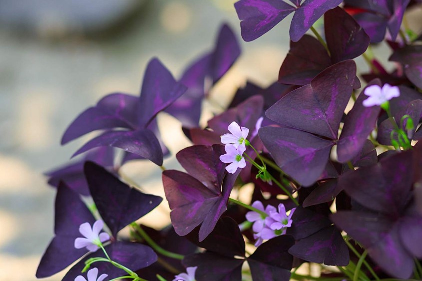 Oxalis triangularis