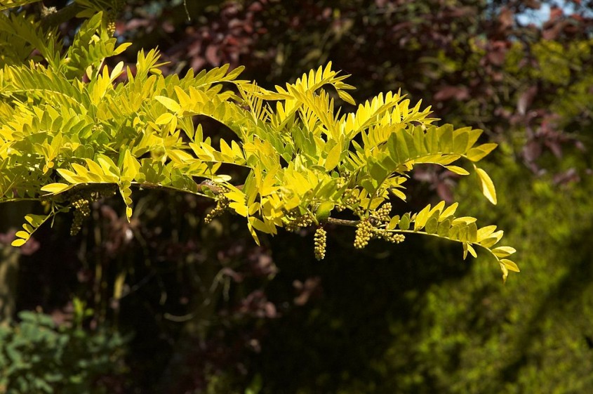 Gladita Sunburst (<i>Gleditsia triacanthos</i> "Sunburst")