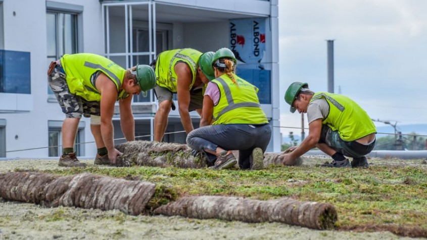 Rulourile de Sedum – soluția inovatoare pentru durabilitate, biodiversitate și eficiență energetică