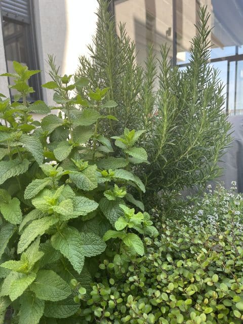 Cum alegi plantele companion potrivite pentru o grădină armonioasă