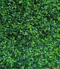 Perete verde artificial - VV 6008 GreenWall leaves-N 1 m x 1 m