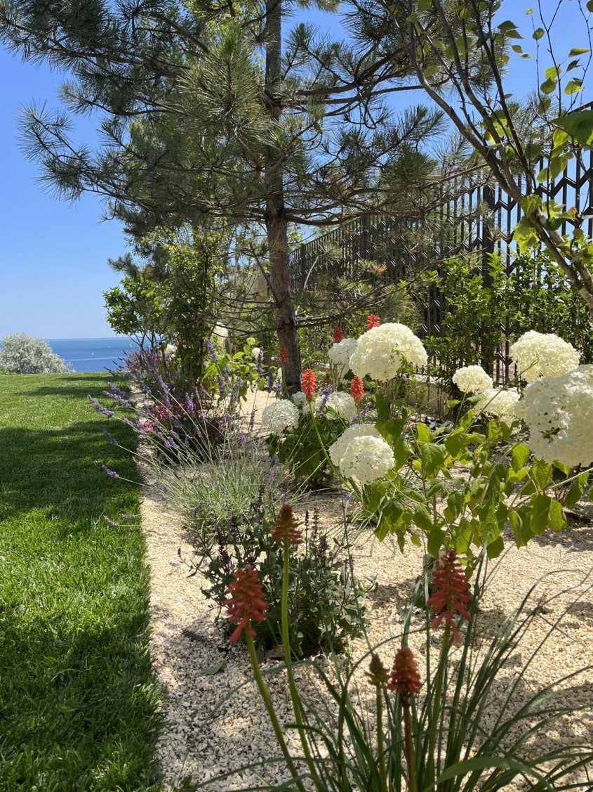 Când se plantează Hortensia în grădină? Ghid complet