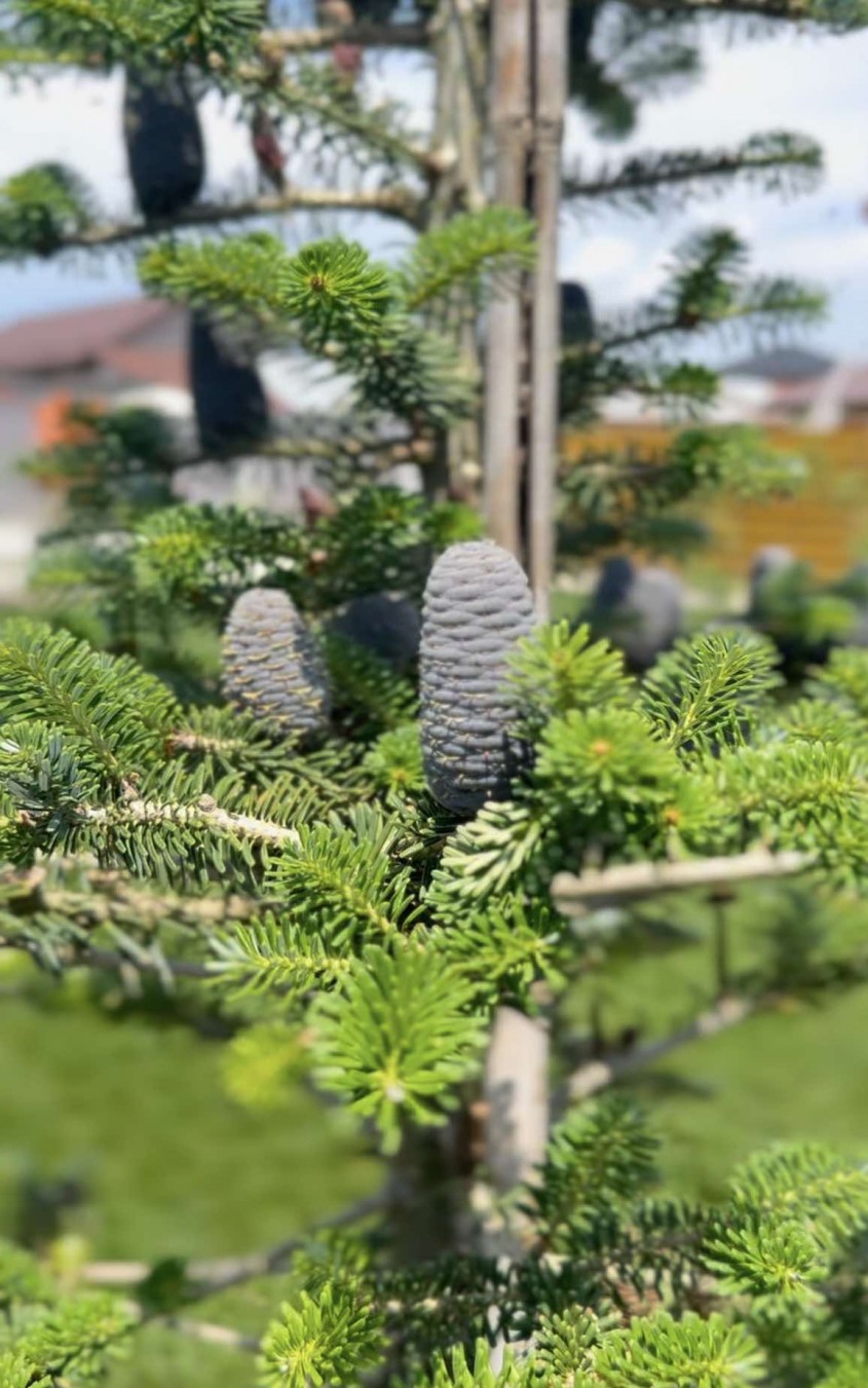 Conuri Abies Koreana