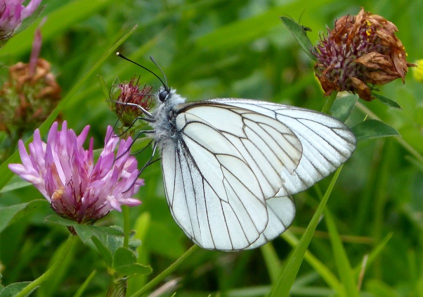 <i>Aporia crataegi</i> 