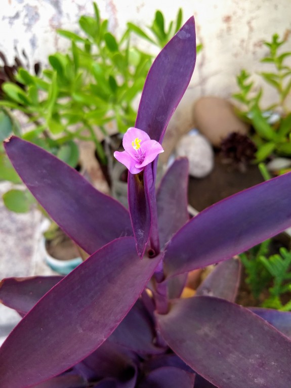 Tradescantia pallida 