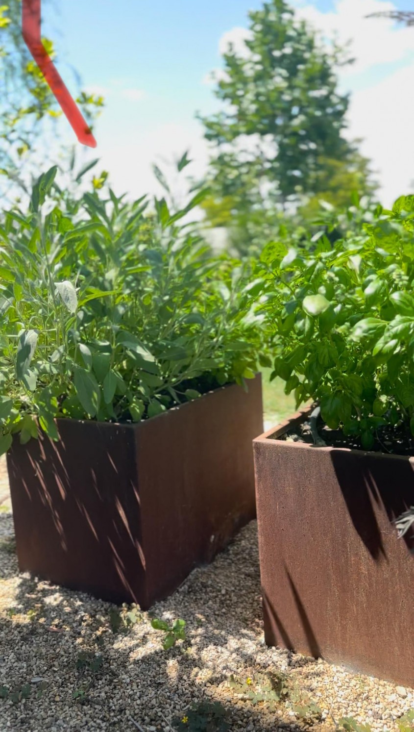Grădină parfumată: Top 10 plante aromatice esențiale