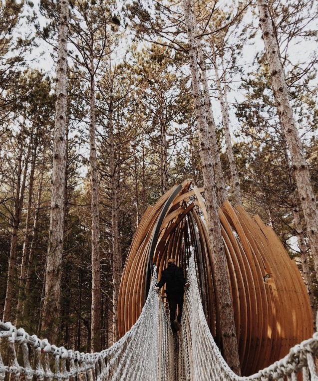 O potecă printre coroanele pinilor norvegieni pentru toți iubitorii de natură
