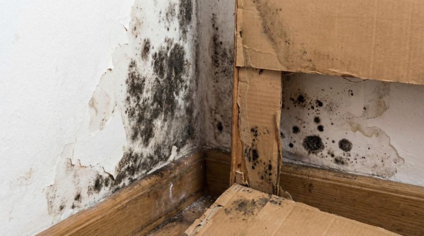 Condens igrasie sau mucegai &ndash; provocări ale sezonului rece pe care le poți confrunta cu ușurință