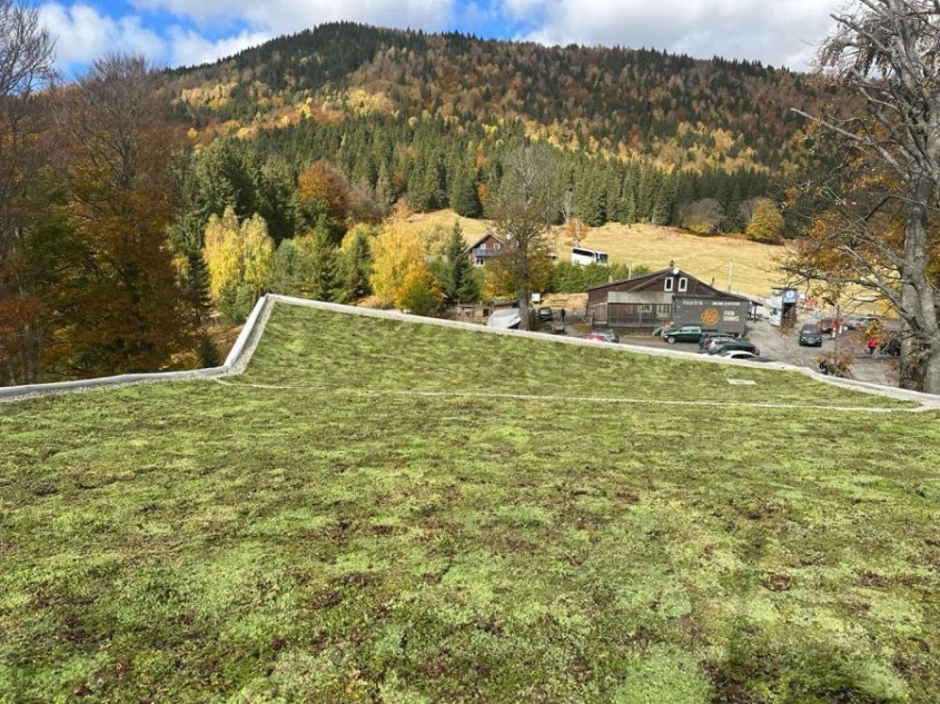 Rulourile de Sedum – soluția inovatoare pentru durabilitate, biodiversitate și eficiență energetică