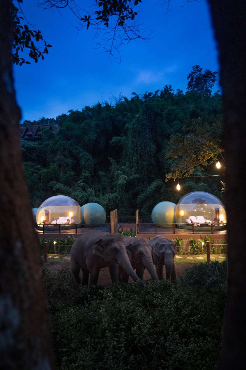 Poți dormi printre elefanți în aceste bule transparente din mijlocul junglei