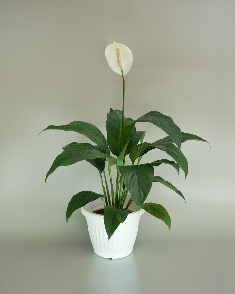 <b>4. Crinul pacii (Spathiphyllum wallisii)</b>