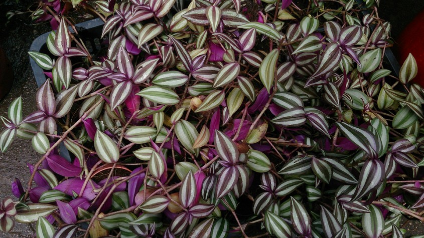 Tradescantia zebrina 