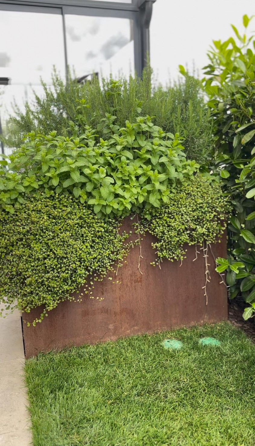 Grădină parfumată: Top 10 plante aromatice esențiale