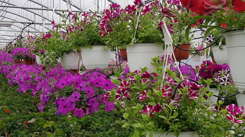 Petunii, Calibrachoa și alte plante de sezon de la Biosolaris Producător de Plante