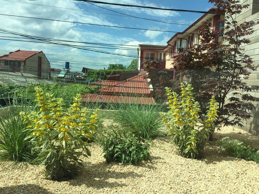 Arțarul japonez – inspirație pentru amenajări de grădină elegante