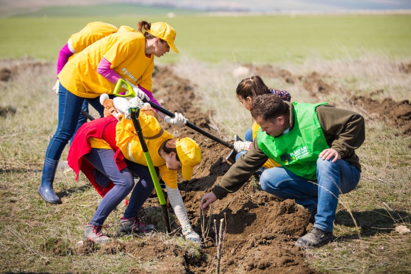 Pădurea CELCO ia naștere în Dobrogea