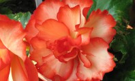 Rasfata-te si tu cu begonii multicolore Begoniile sunt flori foarte iubite la noi motiv pentru care