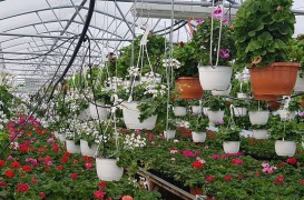 Plante curgătoare pentru balcoane - oaze de culoare și prospețime pentru un sezon întreg
