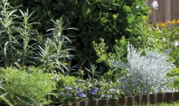 COMPO pentru plante frumoase si gradini elegante! Testeaza pe www hai-la-casa ro! Cu o baza de