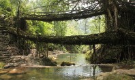 Podurile din rădăcini din India minuni inginerești în parteneriat om-natură Spre deosebire de materiale moderne de