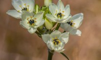 Cum să plantezi și să îngrijești Steaua din Betleem (Ornithogalum) Dacă îți dorești o plantă cu