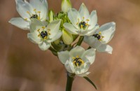 Cum să plantezi și să îngrijești Steaua din Betleem (Ornithogalum)