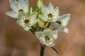 Cum să plantezi și să îngrijești Steaua din Betleem (Ornithogalum)