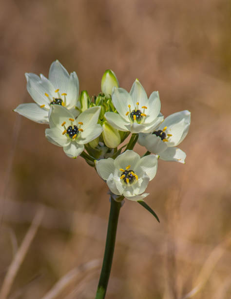 Cum să plantezi și să îngrijești Steaua din Betleem (Ornithogalum)