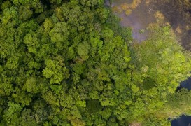 Una dintre cele mai mari păduri tropicale din lume este protejată