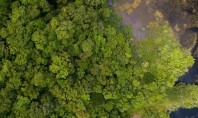 Una dintre cele mai mari păduri tropicale din lume este protejată Lucrand impreuna cu grupurile de