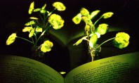 Inginerii au transformat plantele în sursă de lumină Introducand nanoparticule specializate in frunze inginerii de la