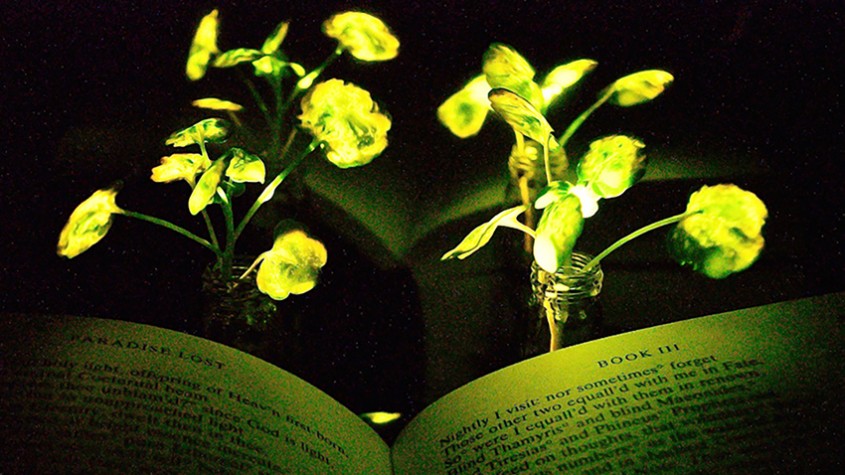 Inginerii au transformat plantele în sursă de lumină