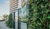 Pentru verde este mereu loc Cum poți integra în viața ta panourile cu iederă naturală Greenstant